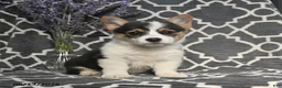 Welsh Corgi Pembroke dogs for sale: Chip - Ad 2