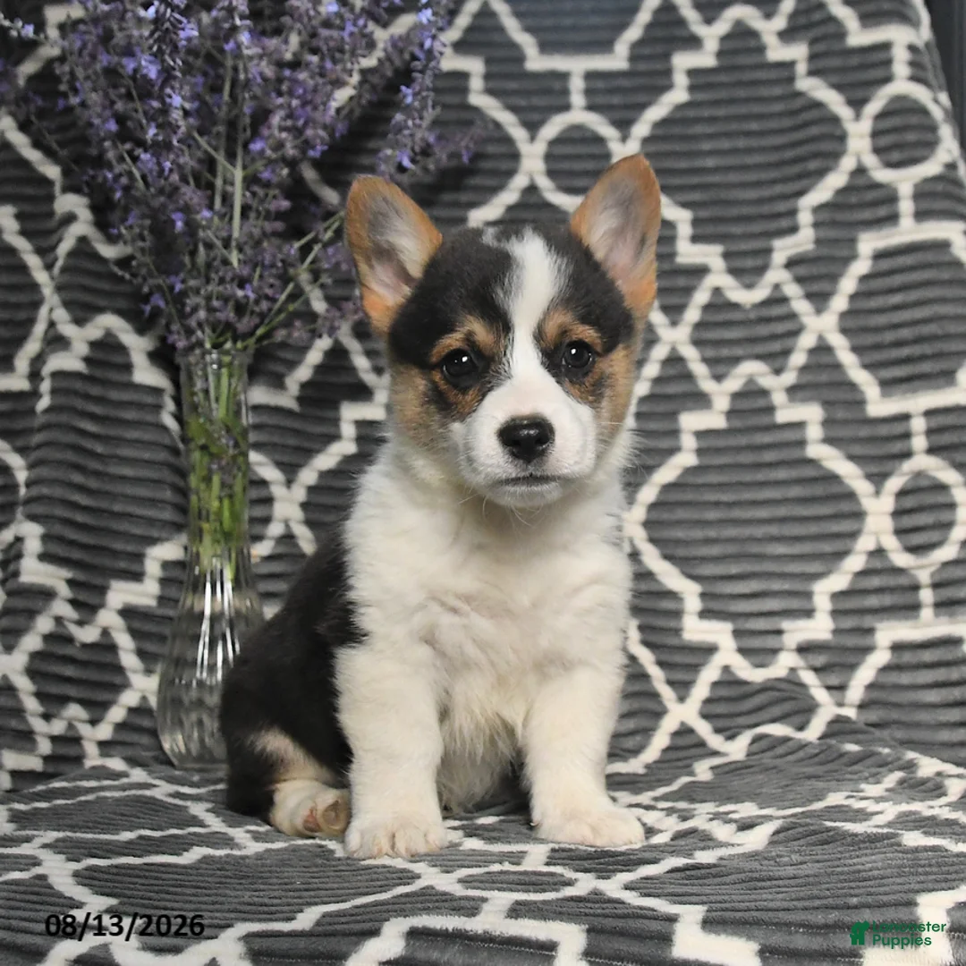 Welsh Corgi Pembroke dogs for sale: Chip - Ad 2