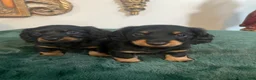 Dachshund dogs for sale: Dachshund 1 - Ad 4