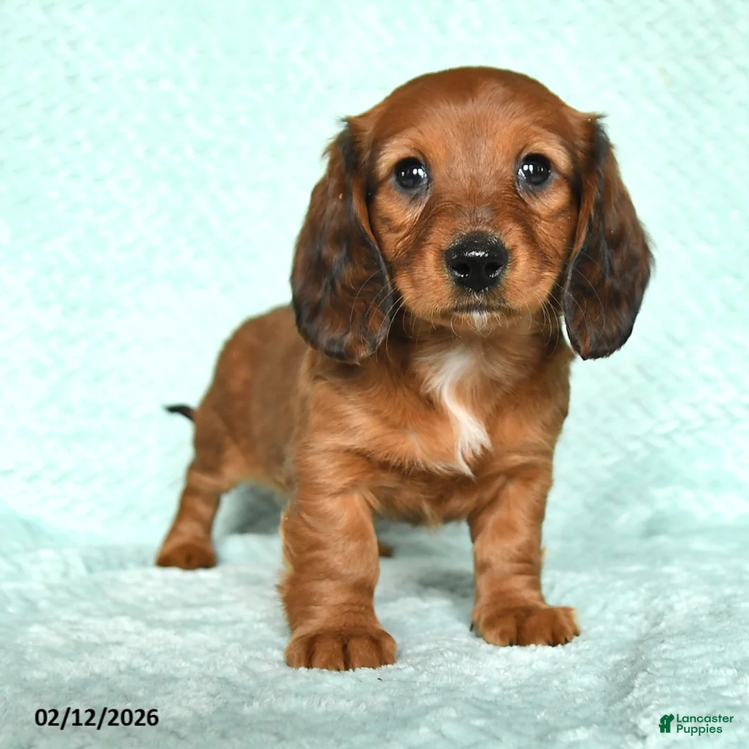 Miniature Dachshund dogs for sale: Daisy - Ad 3