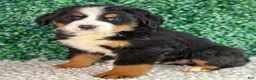 Bernese Mountain Dog dogs for sale:  Charlie  - Ad 5