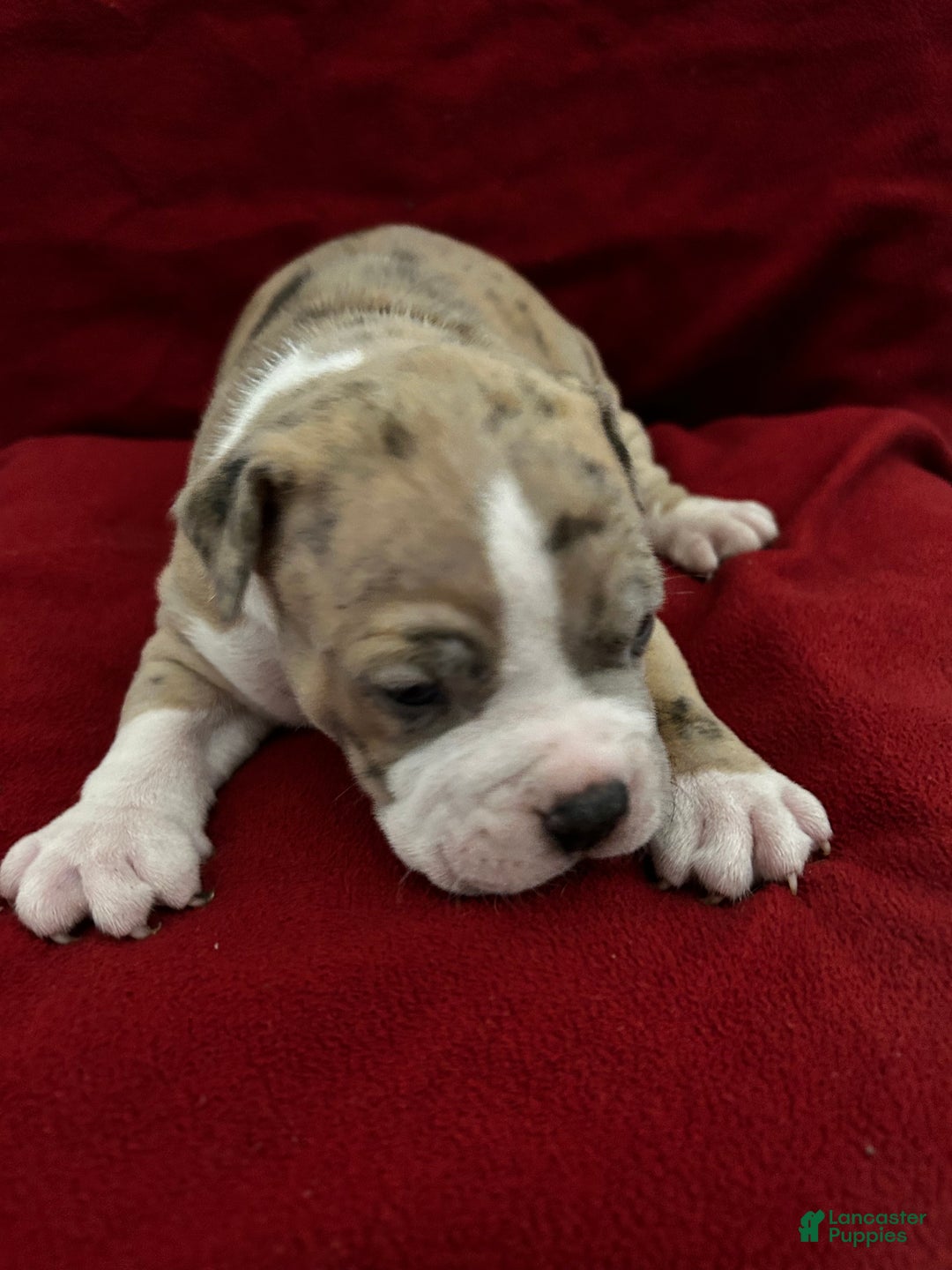 American Bully dogs for sale: American Bully Puppy 1 - Ad 7