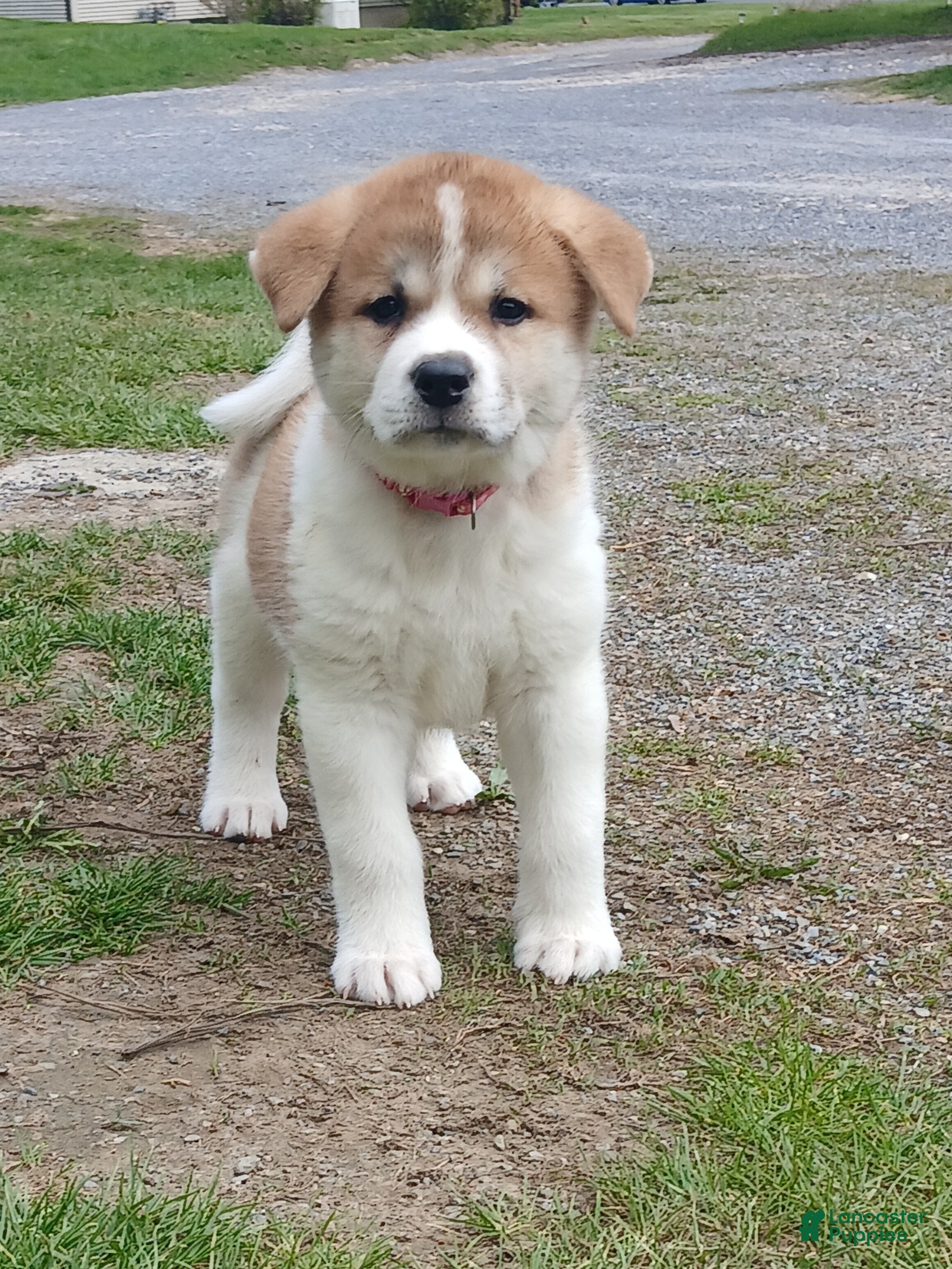 Akita dogs Cypress - Ad 1