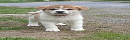 Akita dogs for sale: Cypress - Ad 5