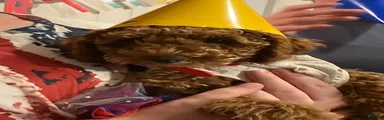 Sugar