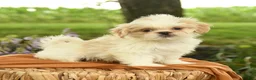 Shih Tzu dogs for sale: Zachary - Ad 3