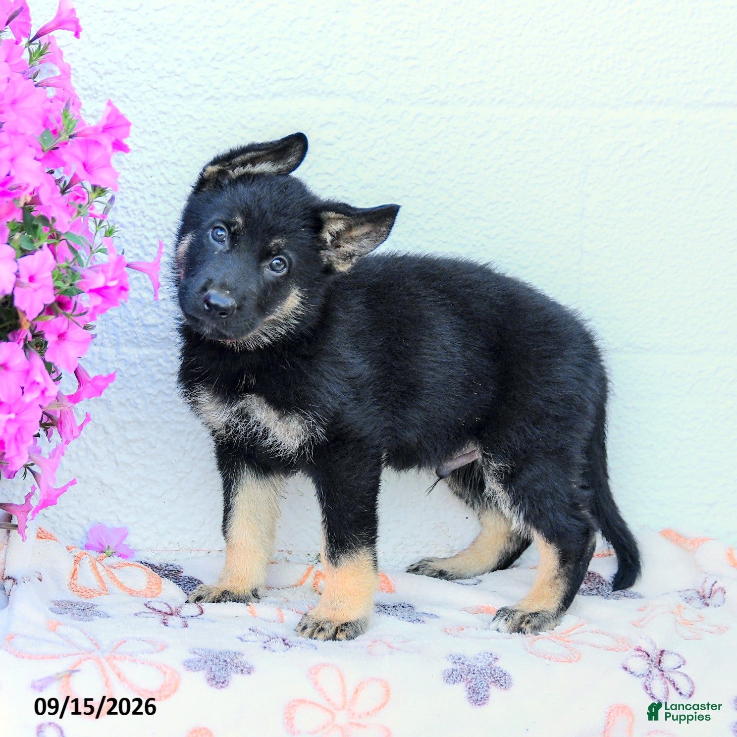 German Shepherd dogs Atlas - Ad 1
