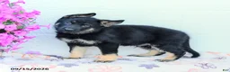 German Shepherd dogs for sale: Atlas - Ad 1