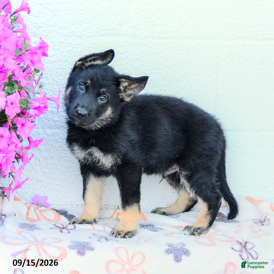 German Shepherd dogs for sale: Atlas - Ad 1