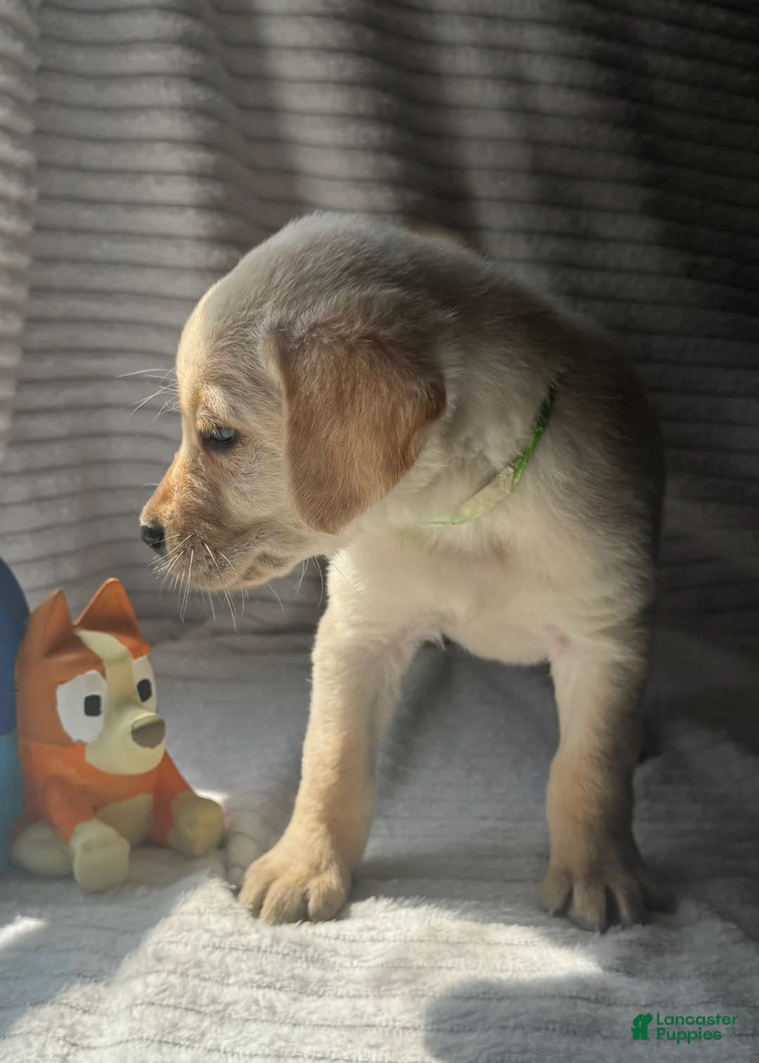 Labrador Retriever dogs for sale: Rascal - Ad 2