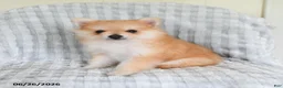 Pomsky dogs for sale: Sammy  - Ad 4