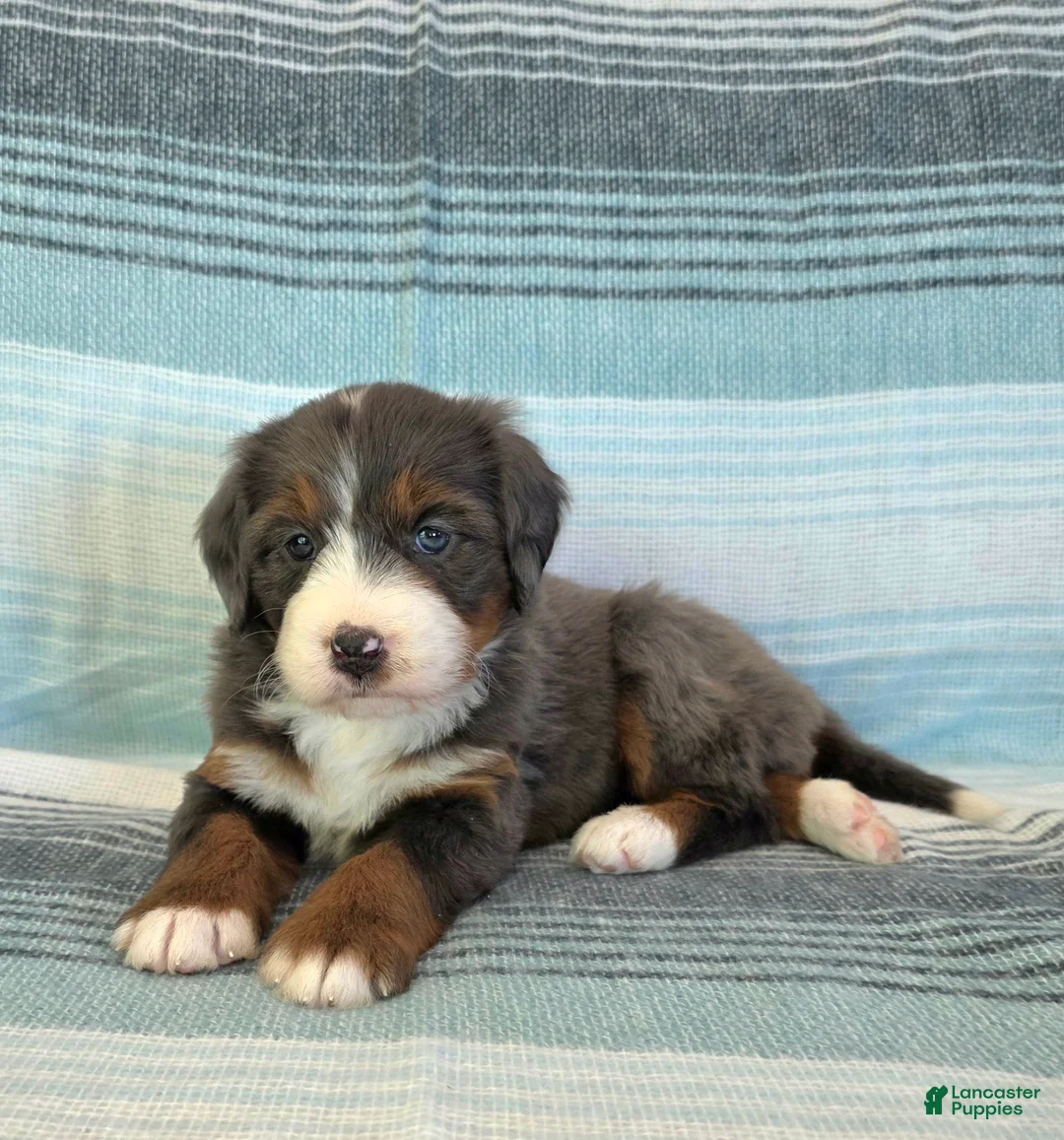 Bernedoodle dogs for sale: Poppy - Ad 2