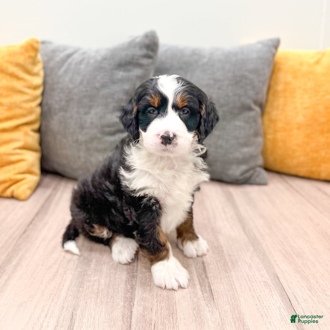 Mini Bernedoodle dogs for sale: Rocket - Ad 1