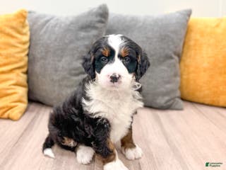 Mini Bernedoodle dogs Rocket - Ad 6