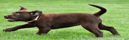 Labrador Retriever dogs for sale: Roxy - Ad 7