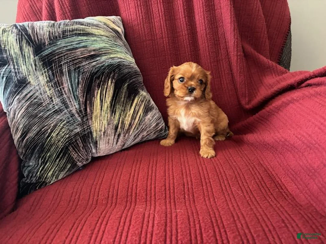 Gallery Image {{count}}