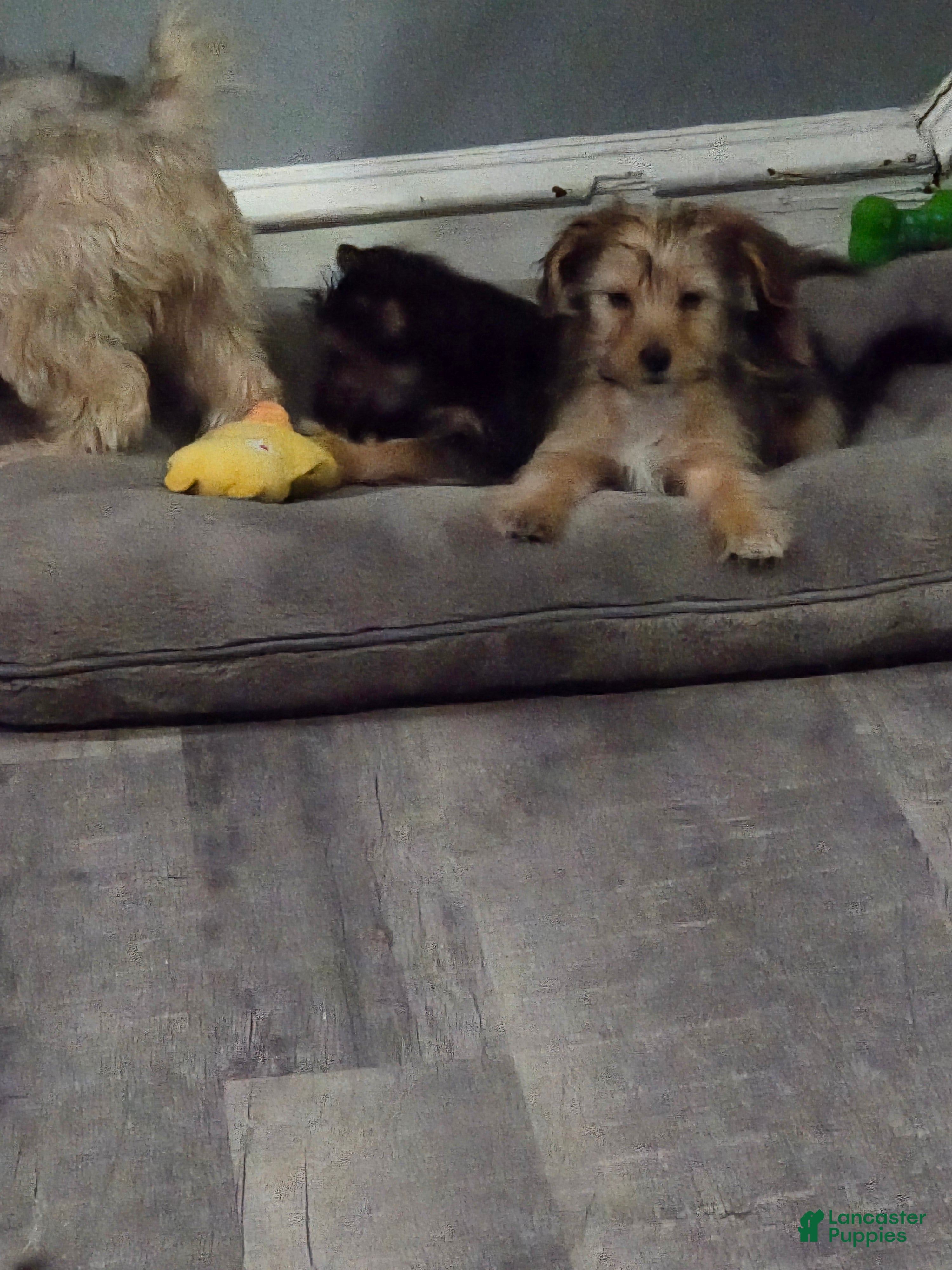 Shorkie dogs Shorkie Puppy 3 - Ad 2