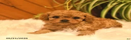 Cavapoo dogs for sale: Sophie - Ad 4