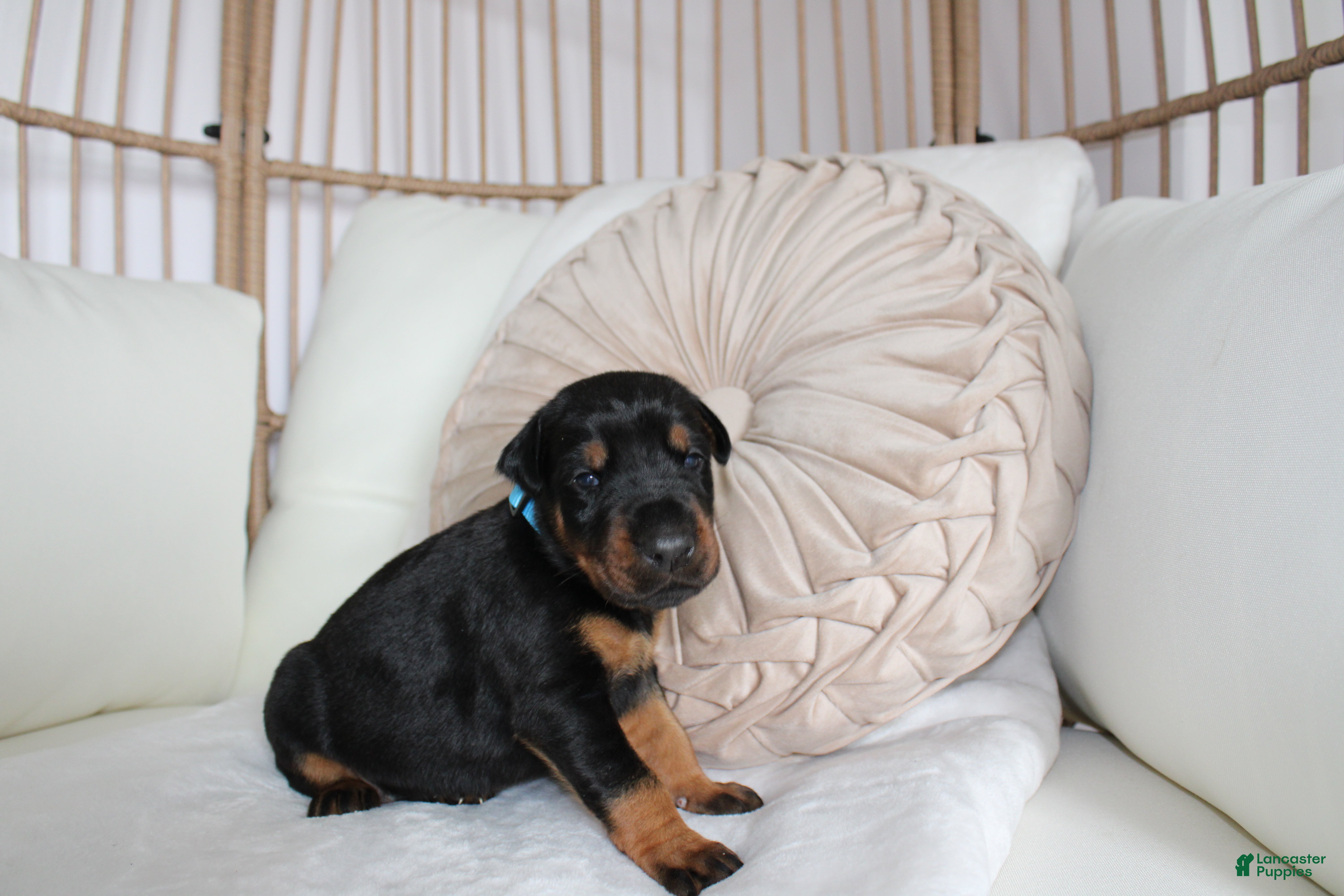 Doberman Pinscher dogs Jace - Ad 2