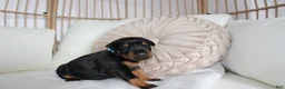 Doberman Pinscher dogs for sale: Jace - Ad 2
