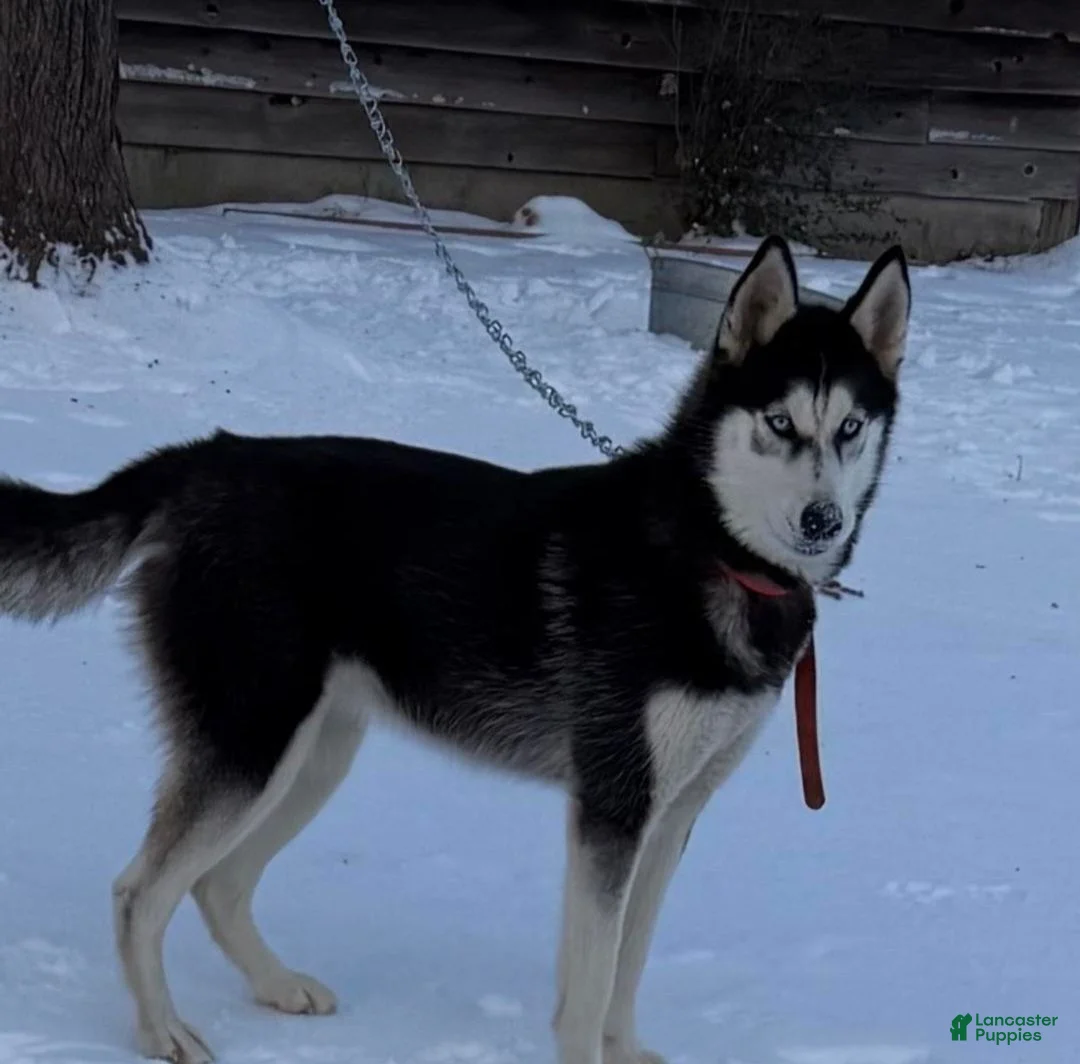 Siberian Husky dogs for sale: Siberian Husky 1 - Ad 5