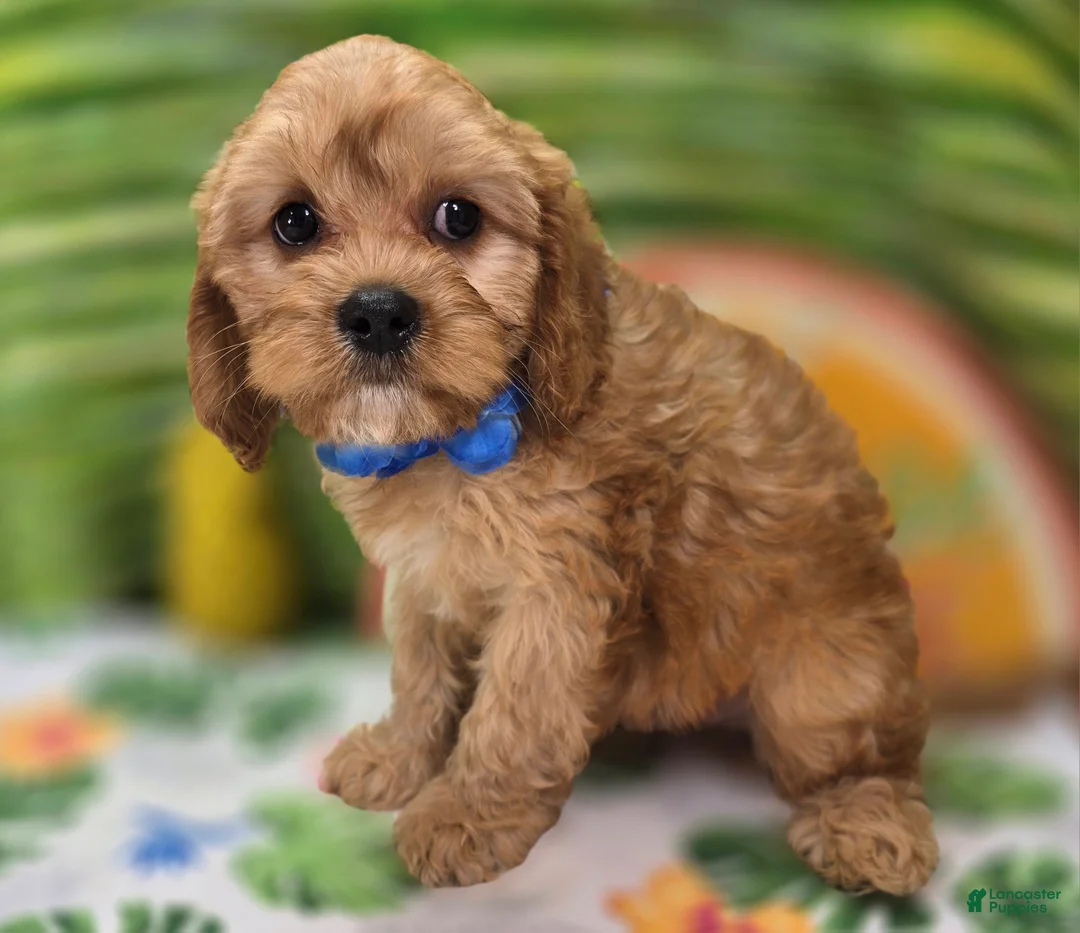 Cavapoo dogs for sale: Miles - Ad 1