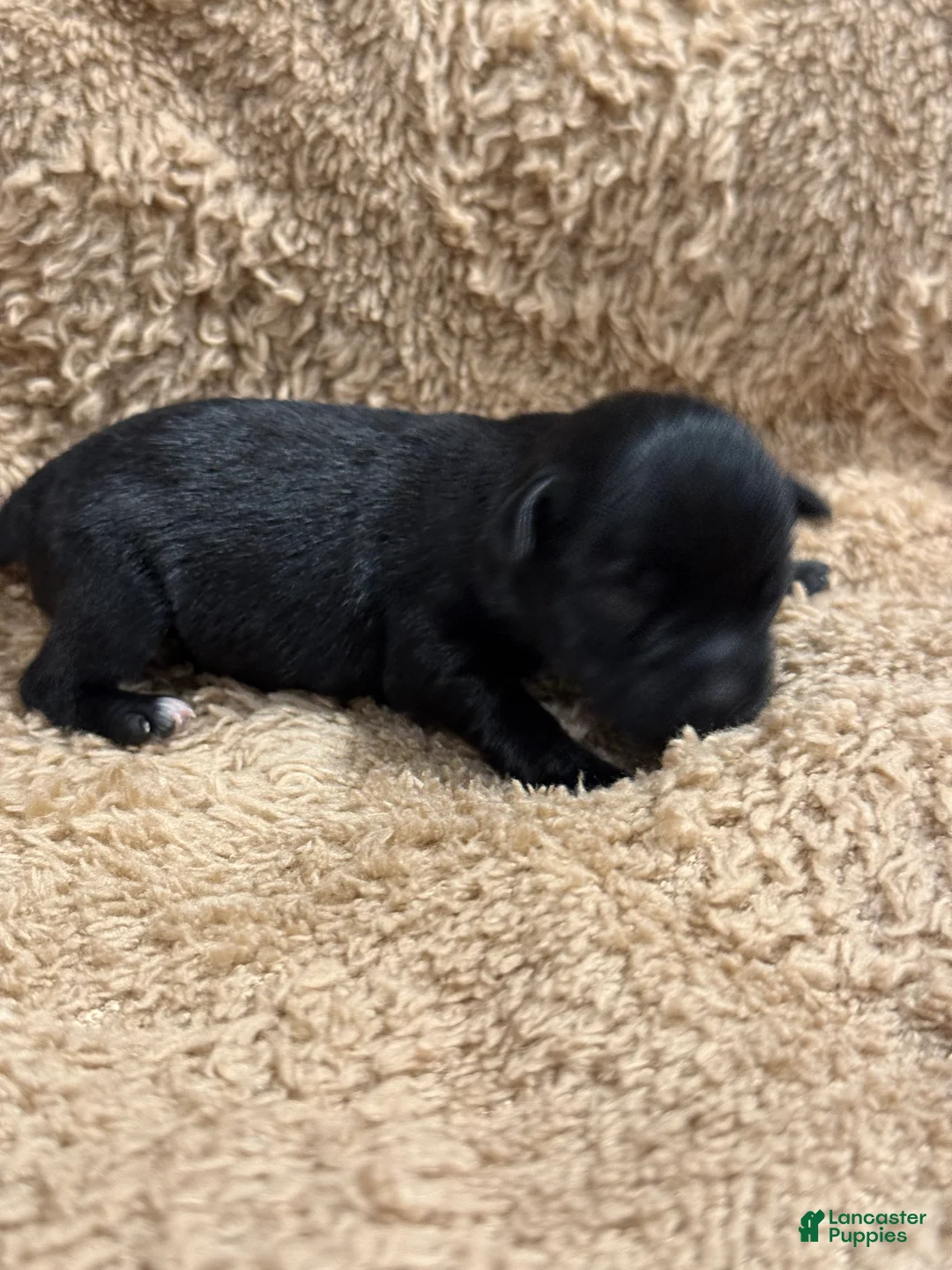 Miniature Schnauzer dogs for sale: Mick - Ad 2