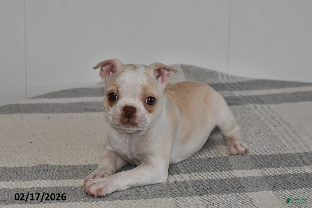 Boston Terrier dogs for sale: Riley - Ad 3