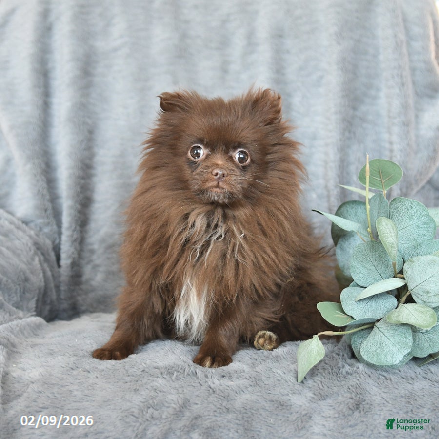 Pomeranian dogs Tiny - Ad 40