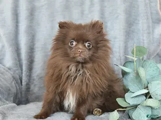 Pomeranian dogs Tiny - Ad 40