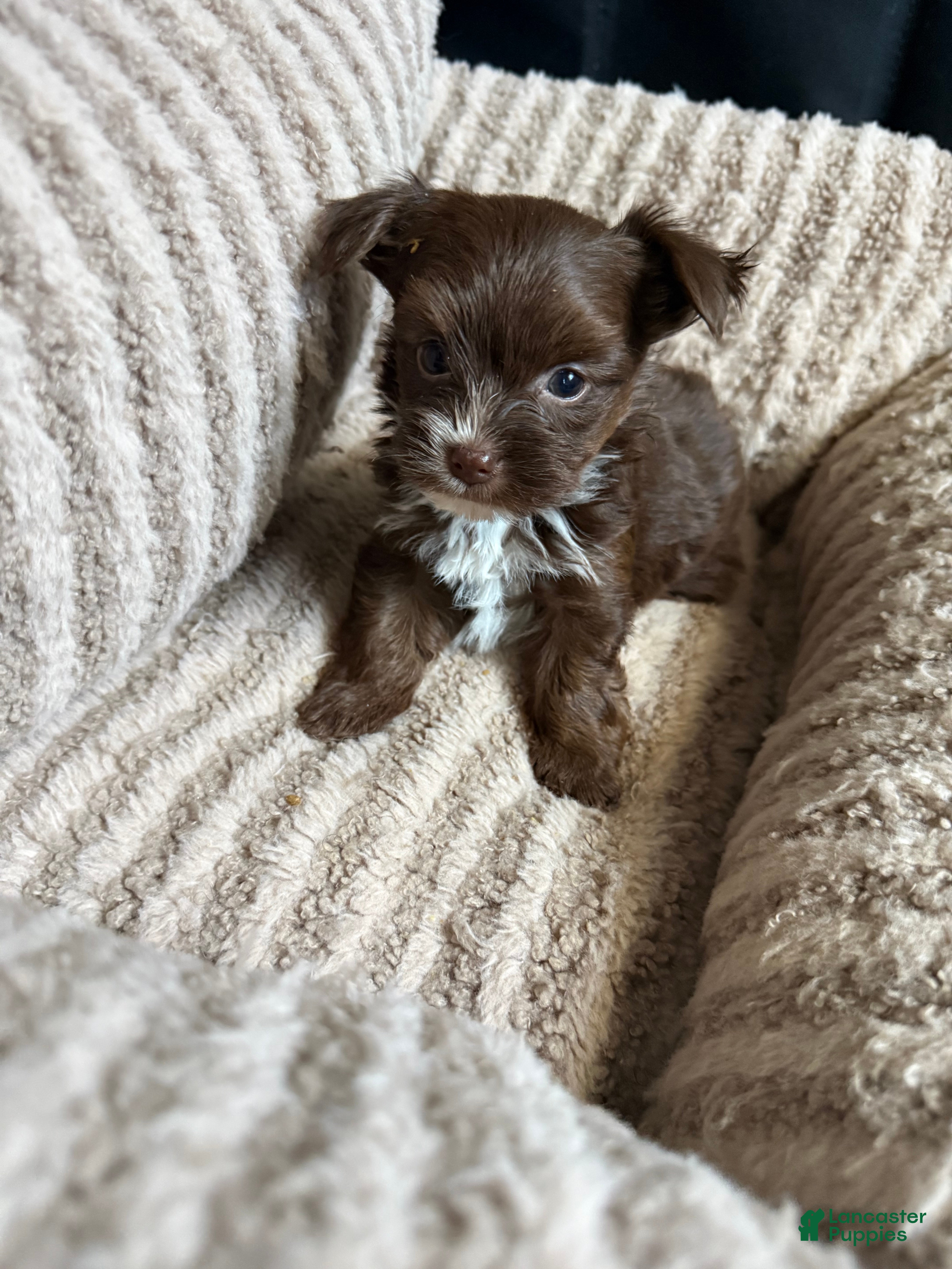 Yorkshire Terrier dogs Kisses - Ad 1