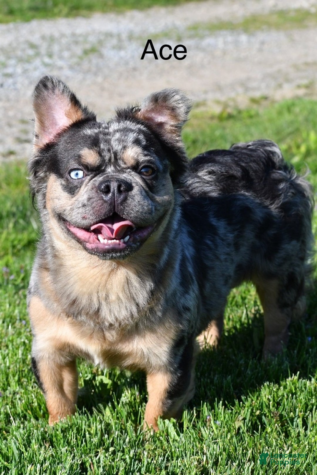 French Bulldog dogs for sale: Maxwell - Ad 9