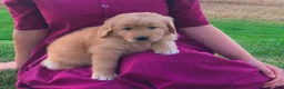 Golden Retriever dogs for sale: Kisha - Ad 4