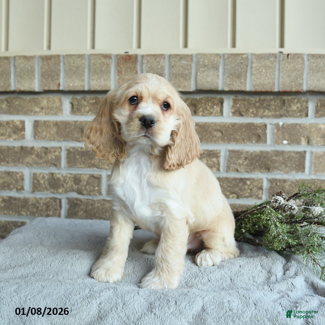 Cocker Spaniel dogs for sale: Scout - Ad 3