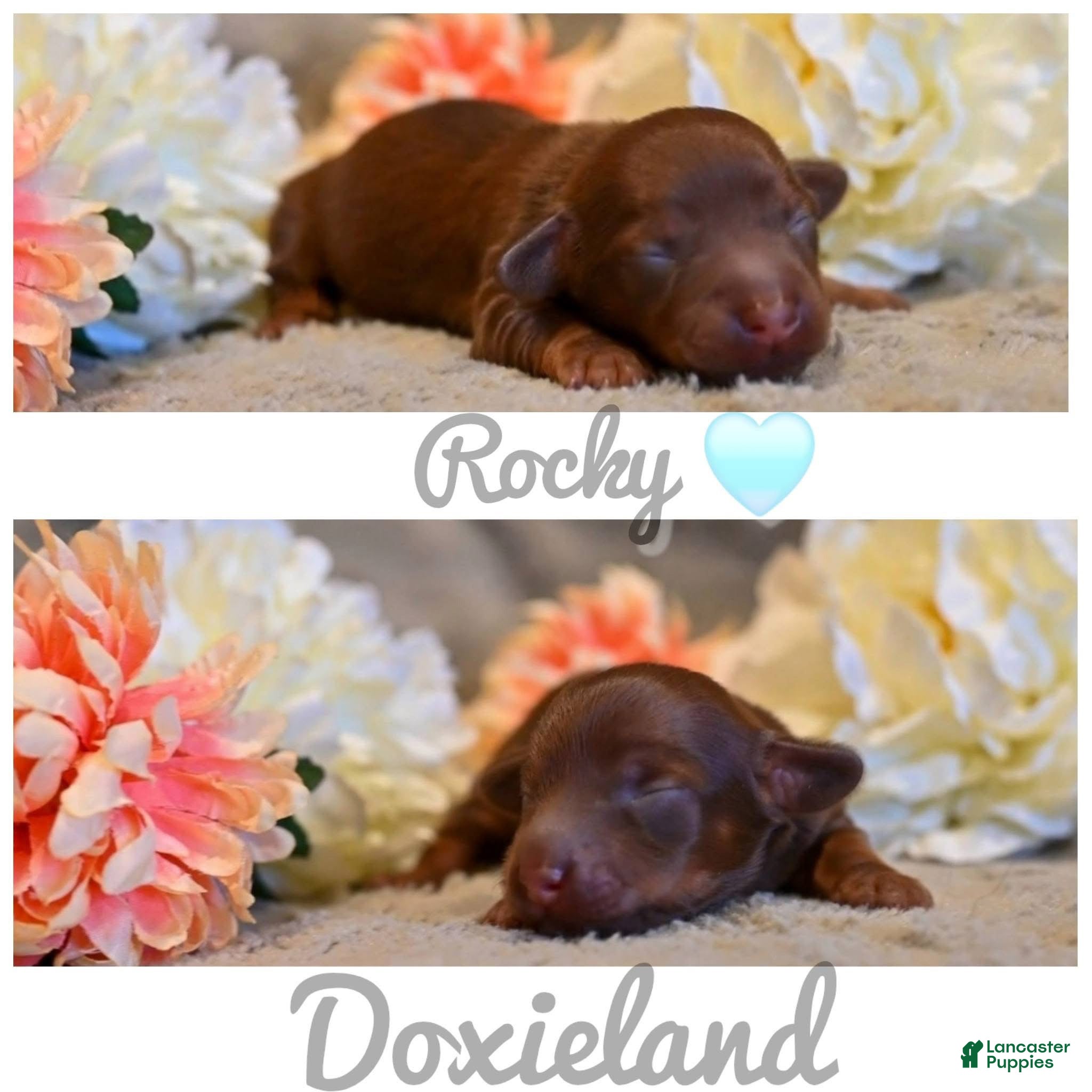 Miniature Dachshund dogs for sale: Rocky - Miniature Dachshund Puppy! 🩵 - Ad 2