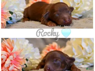 Miniature Dachshund dogs for sale: Rocky - Miniature Dachshund Puppy! 🩵 - Ad 2