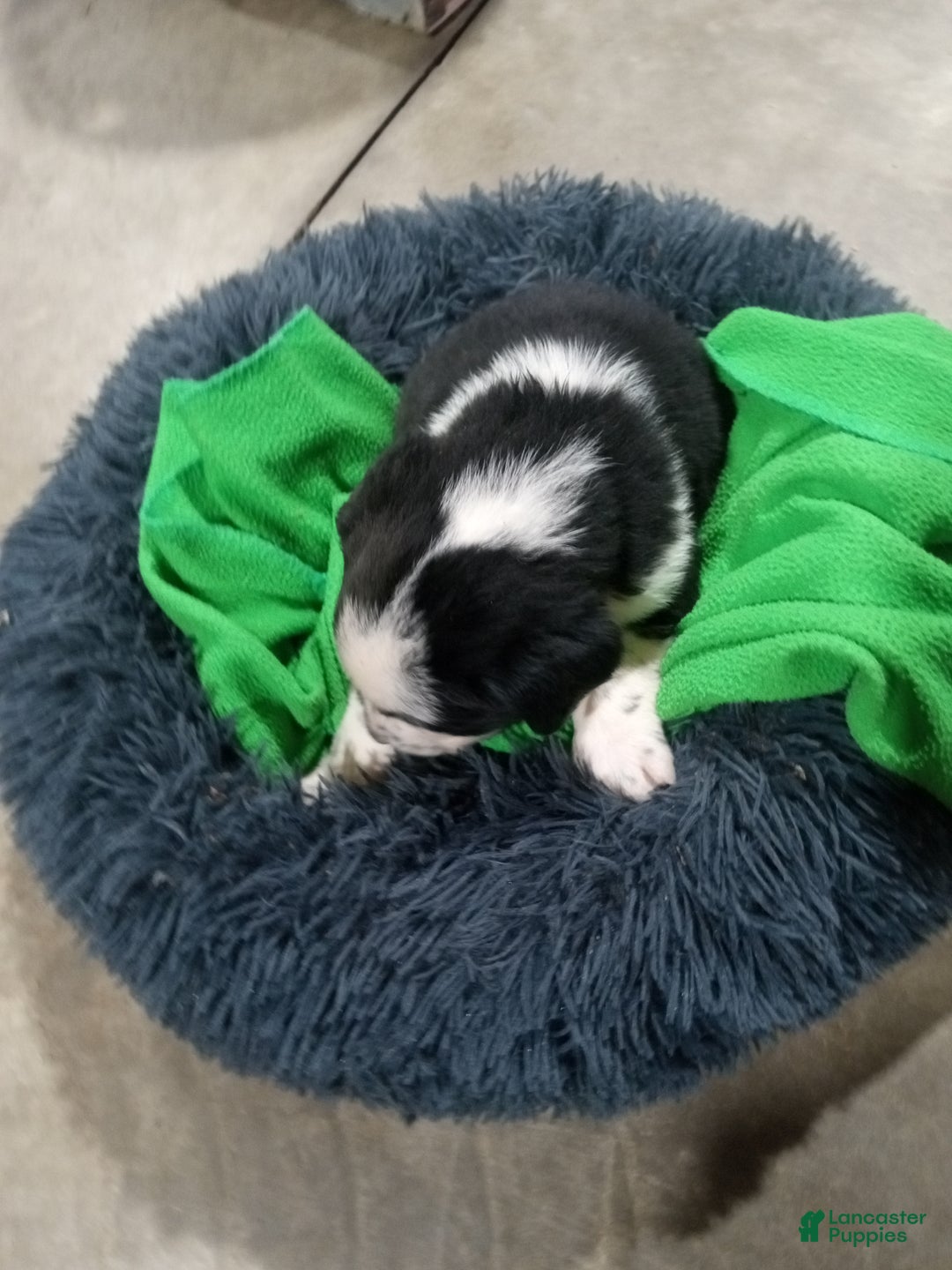 Mixed Breed dogs for sale: Caillou  - Ad 5