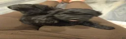 Shihpoo dogs for sale: Anise - Ad 4