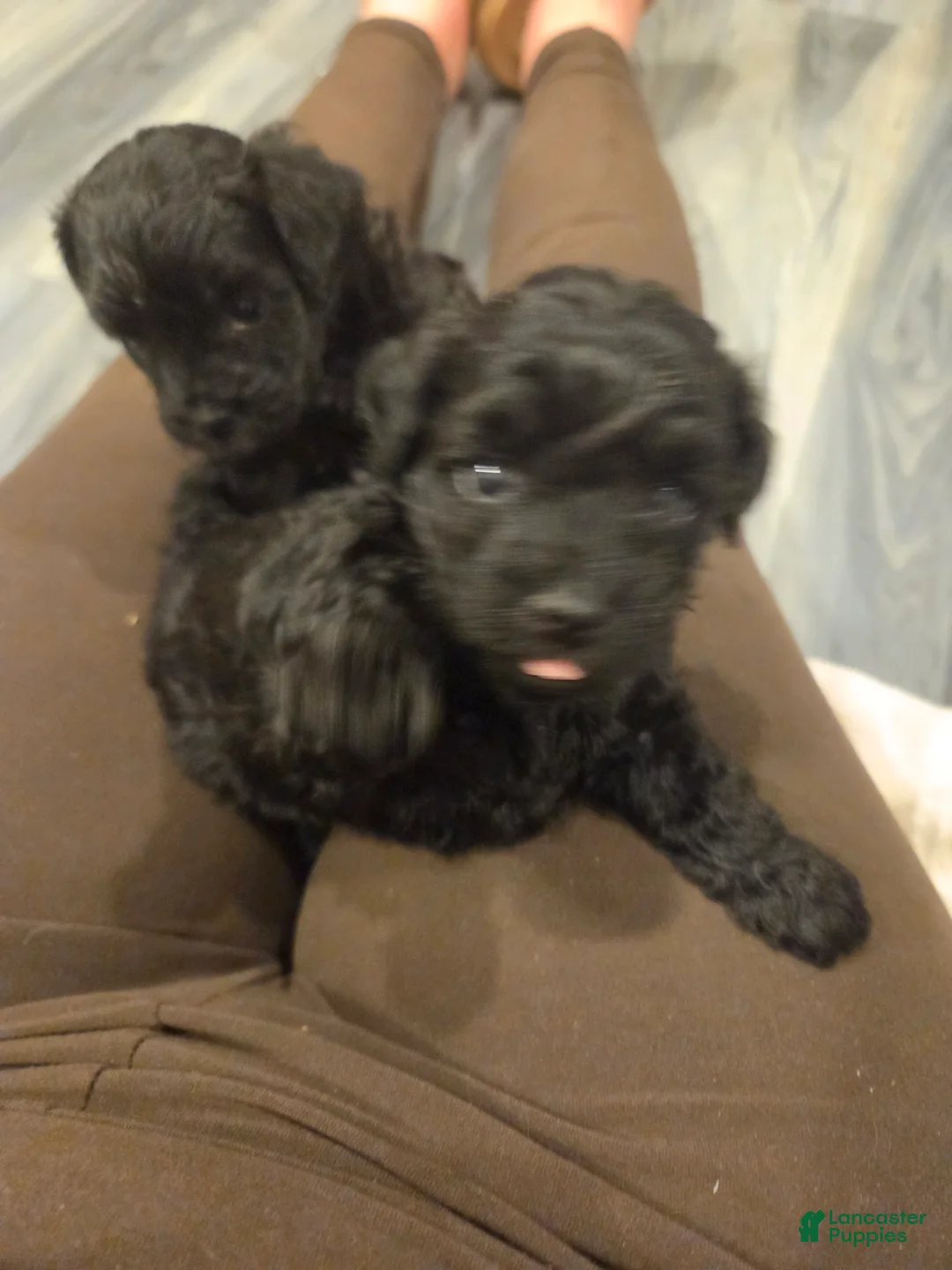 Shihpoo dogs for sale: Anise - Ad 4