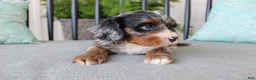 Cavapoo dogs for sale: Buttercup - Ad 5