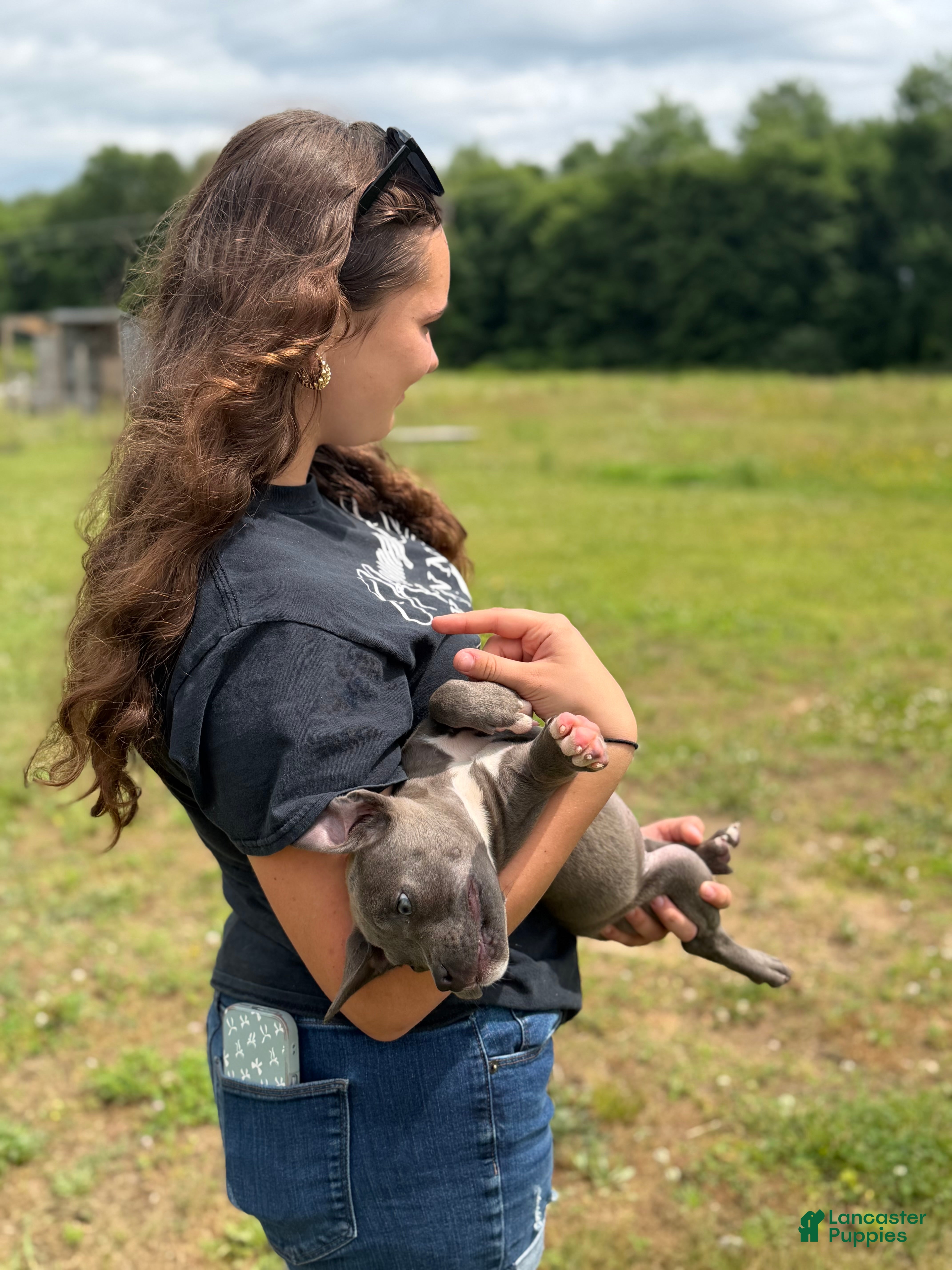 American Bully dogs American Bully female - Eyedot  - Ad 1