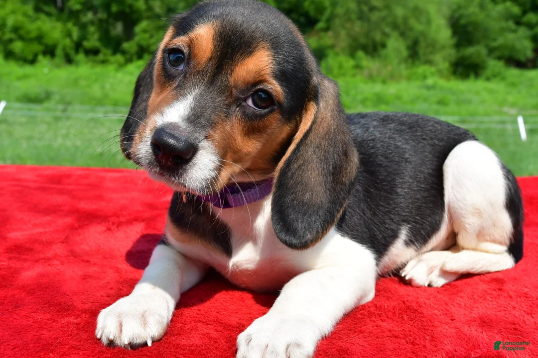 Beagle dogs for sale: Hannah - Ad 2