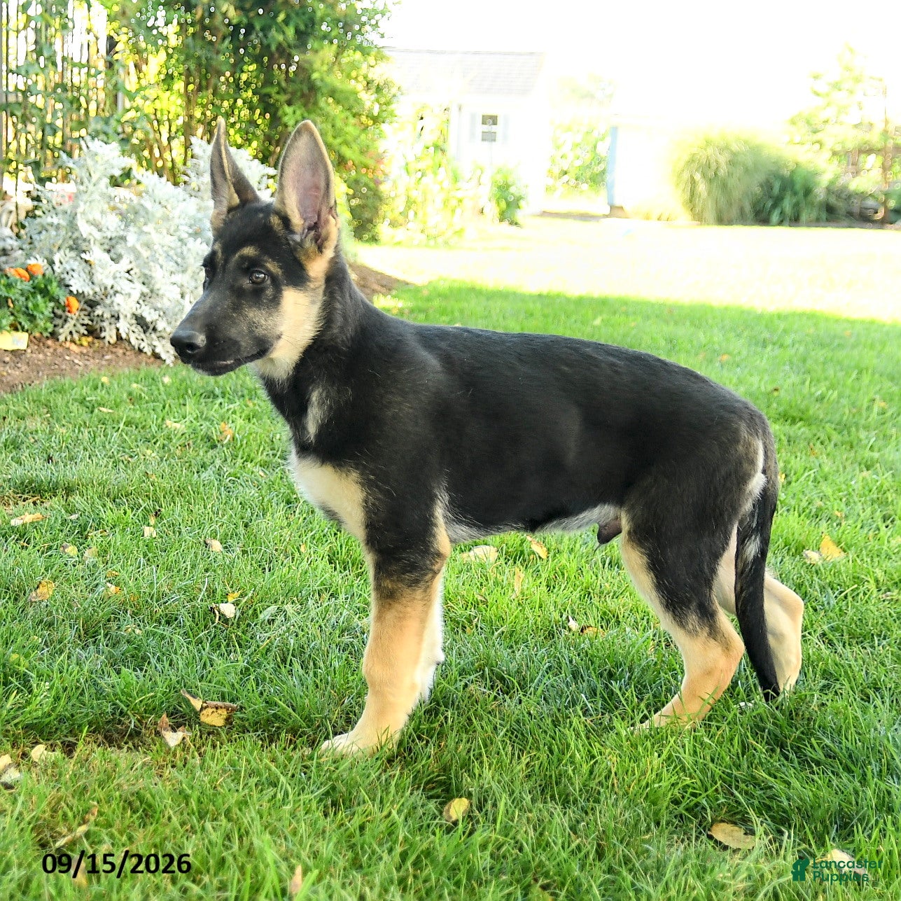 Gerberian Shepsky dogs Cruz - Ad 2