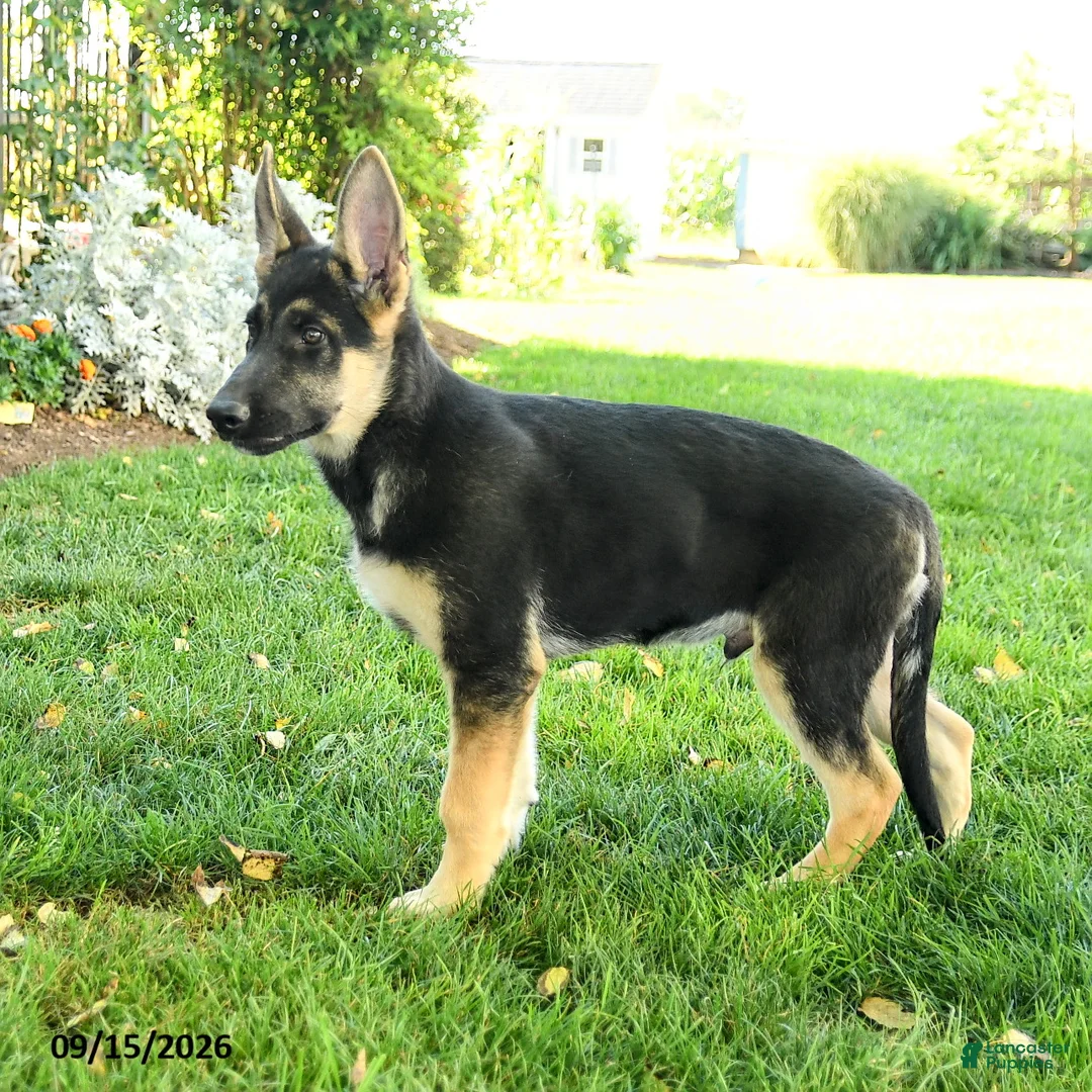 Gerberian Shepsky dogs for sale: Cruz - Ad 2