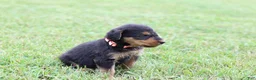 Airedale Terrier dogs for sale: AKC Remmy  - Ad 4