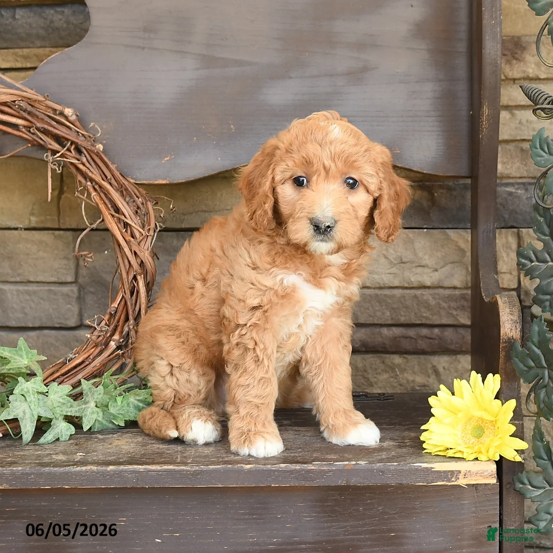 Mini Goldendoodle dogs for sale: Maya - Ad 2