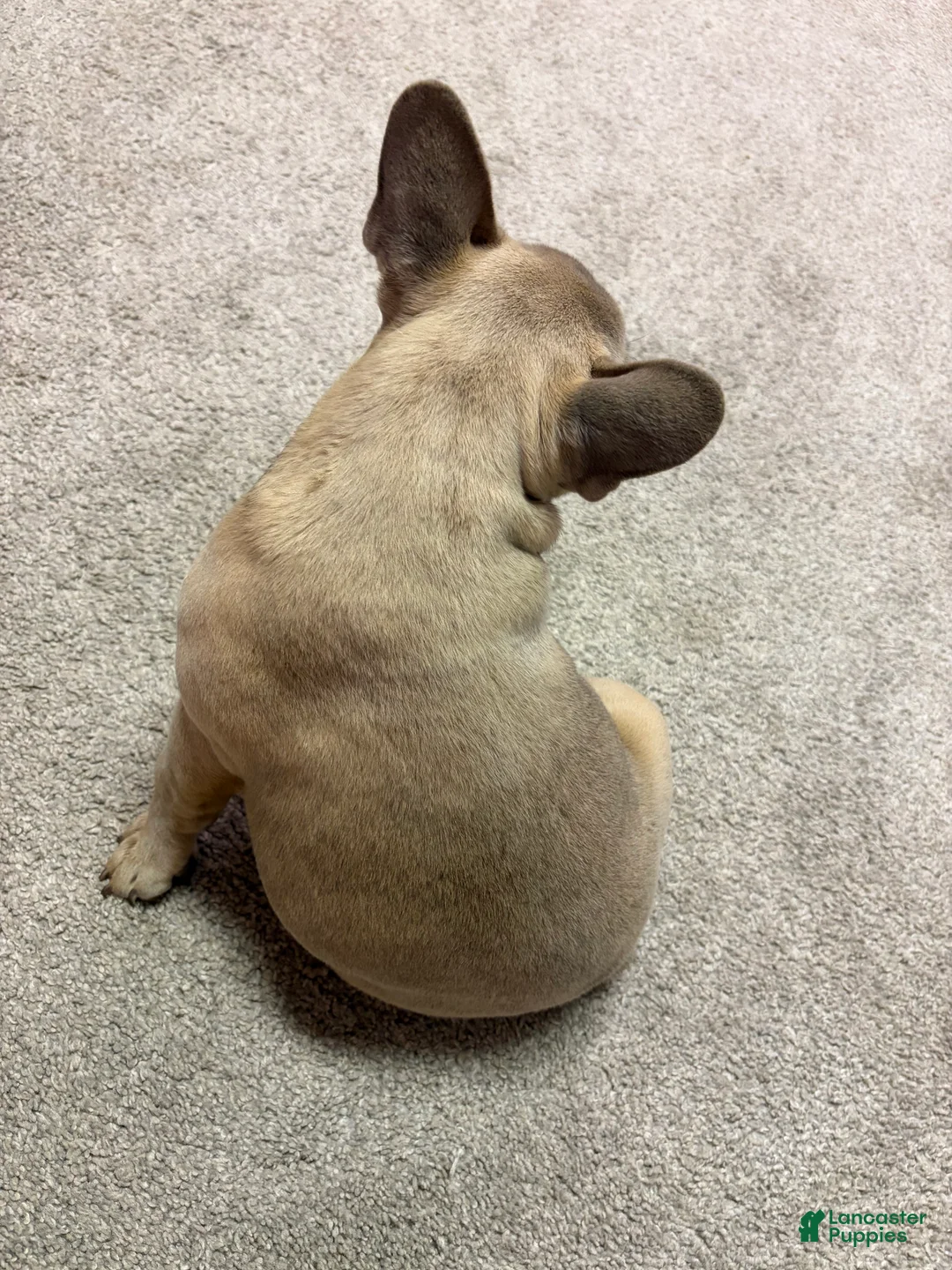 French Bulldog dogs for sale: French Bulldog Puppy 1 - Ad 6