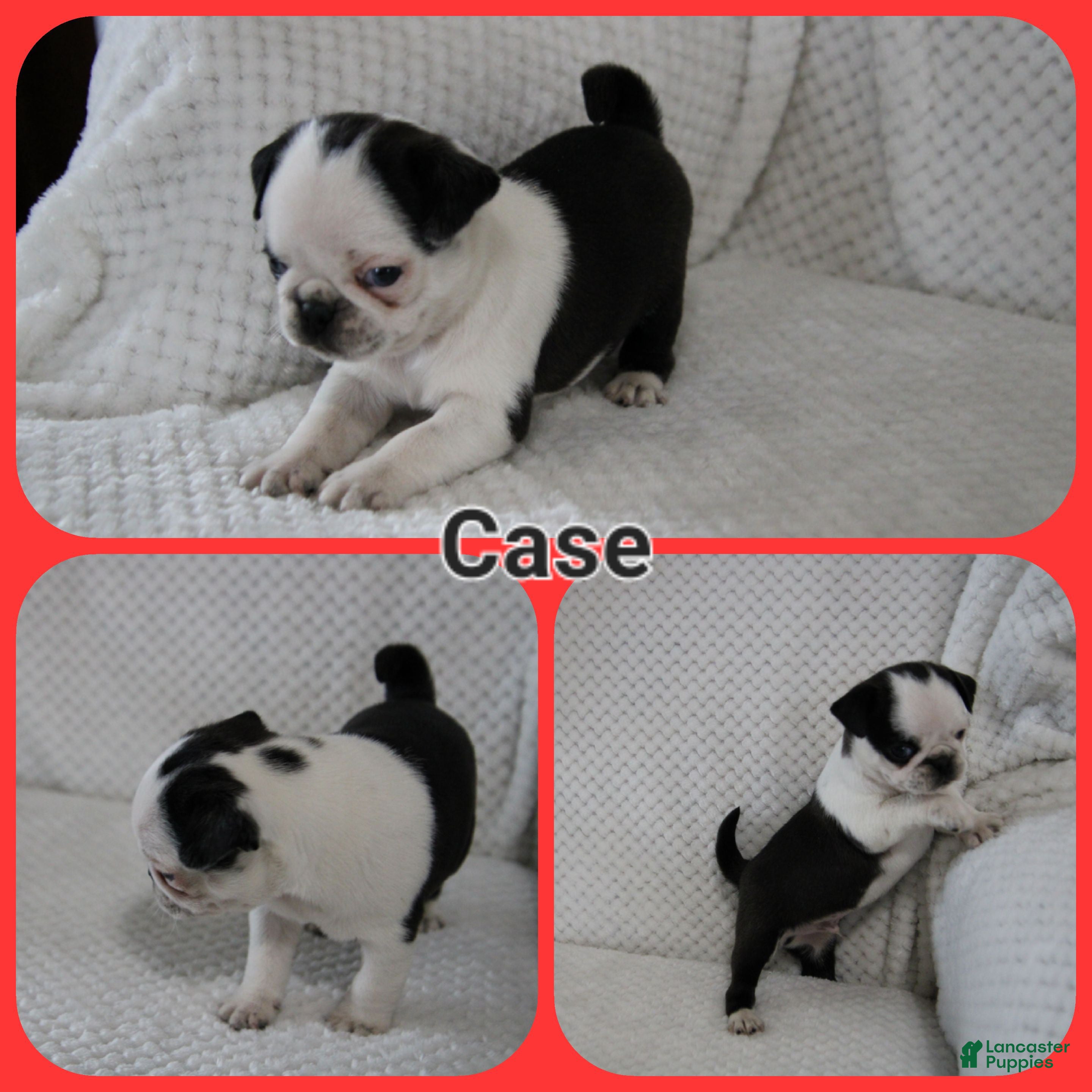 Pug dogs Case - Ad 18