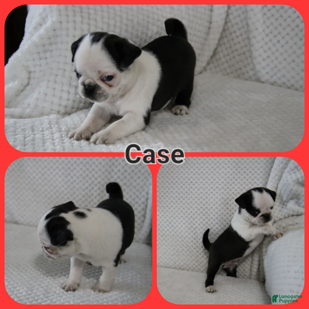 Pug dogs for sale: Case - Ad 1