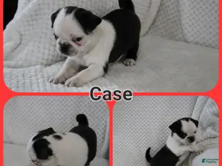 Pug dogs Case - Ad 18